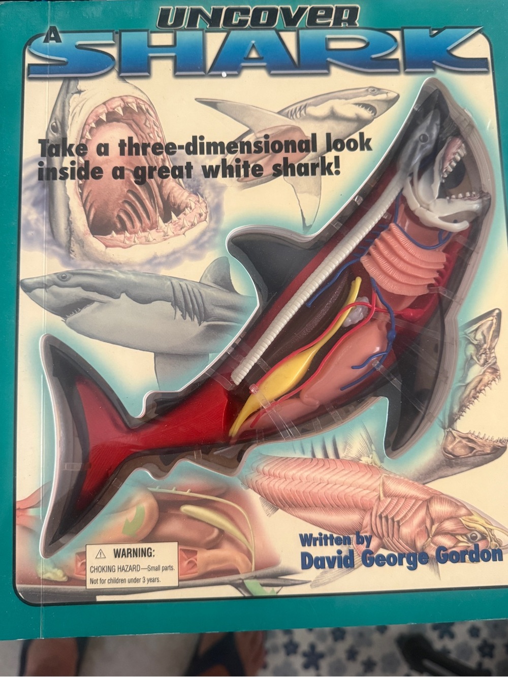 Source Unknown Shark Anatomy Model - Red, Black, Yellow, Pink